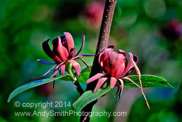 Common Spicebush Male Flowers